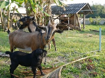 タイ海外ボランティア